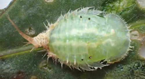 Réf. 235 420 : Cassida nebulosa